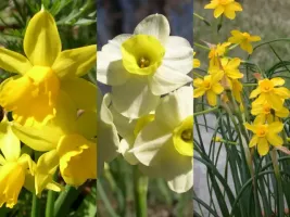 Daffodil Miniature Collection (60 bulbs)