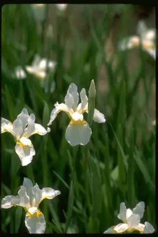 Iris Sibirica Snow Queen Shipping Spring and Fall Season - Terra Ceia Farms