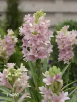 Tuberose Single - Sensation