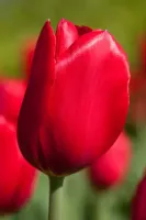 Tulip Single Late Kingsblood