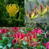 Gloriosa Collection (9 plants)