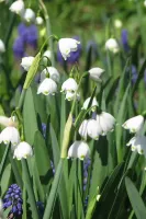 Leucojum Aestivum Gravetye Giant
