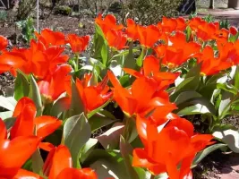 Tulip Fosteriana Madame LeFeber
