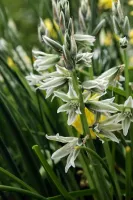 Ornithogalum Nutans