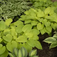 Hosta Mixed