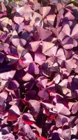 Oxalis Regnellii Var. Triangularis