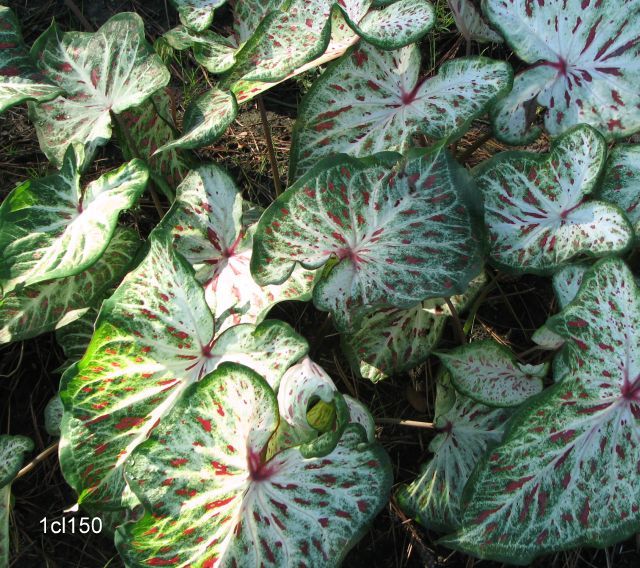 Caladium Dwarf Varieties