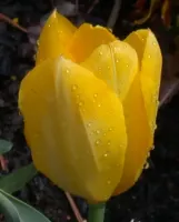 Tulip Fosteriana Yellow Purissima