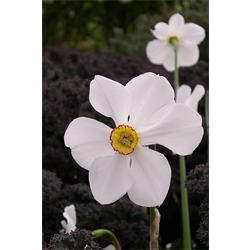 Daffodil, Poeticus