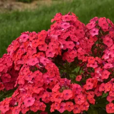 Phlox Paniculata. Sunset Coral PP35222