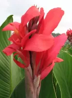 Canna Giant City of Portland