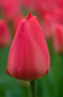 Tulip Darwin Hybrid Parade