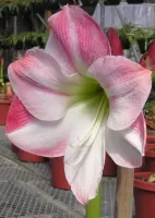 Amaryllis Apple Blossom