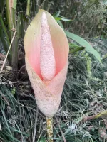 Amorphophallus Bulbifer