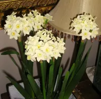 Narcissus Paperwhite Nony