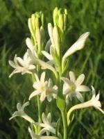 Tuberose Single - Mexican Single