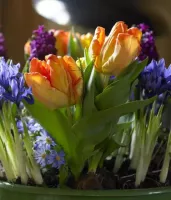 Tulip Parrot Apricot Parrot