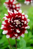 Dahlia Decorative Duet