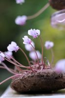 Cyclamen Hederifolium
