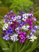 Babiana Stricta Mixed