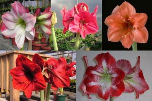 Amaryllis Collection (5 bulbs)