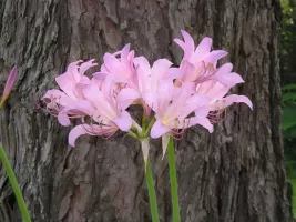 Lycoris Squamigera