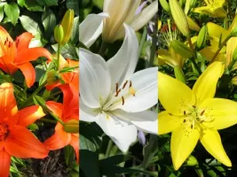 Lily Asiatic Collection (30 bulbs)
