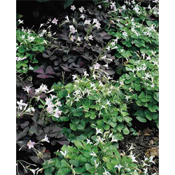 Oxalis (False Shamrock)