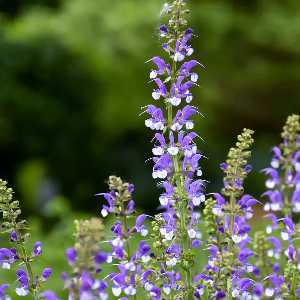 Salvia Azure Snow PP30534 Preorder Spring 2027 - Terra Ceia Farms