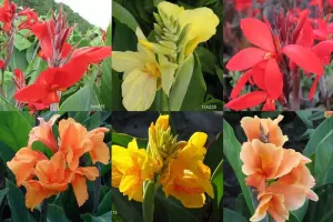 Canna Dwarf Mixed