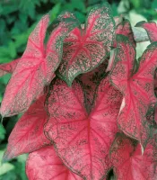 Caladium Fancy Leaf Fannie Munson