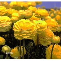 Ranunculus (Persian Buttercups)