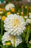 Dahlia Decorative Snow Cap