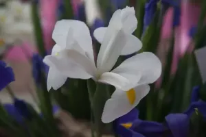 Dutch Iris Casa Blanca
