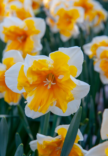 Daffodil Split Cup Love Call Preorder Fall 2026 - Terra Ceia Farms