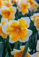 Daffodil Split Cup Love Call