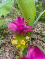 Curcuma aeruginosa Indian Surprise