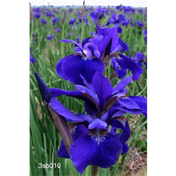 Iris, Siberian