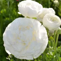 Ranunculus White
