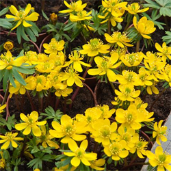 Eranthis