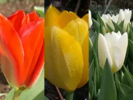 Tulip Fosteriana Emperor Collection (60 bulbs)