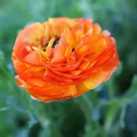 Ranunculus Orange