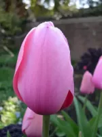 Tulip Single Late Esther