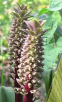 Eucomis Sparkling Burgundy®