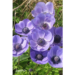 Anemone (Windflower)