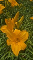 Daylily Bengaleer - Clump