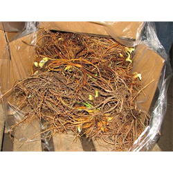 Bulk Landscaping Specials - 'Bulbs by the Bushel'