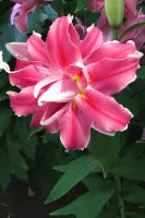Lily Oriental Double Lila Cloud