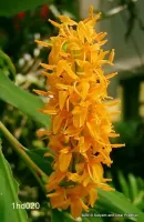 Hedychium Densiflorum