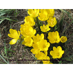 Sternbergia (Autumn Daffodil)